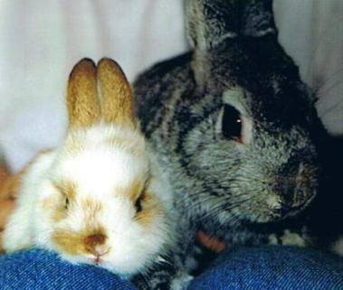 1998 - Rabbits