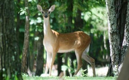 2008 - Whitetail Deer