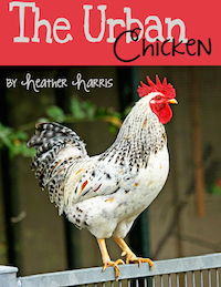The Urban Chicken