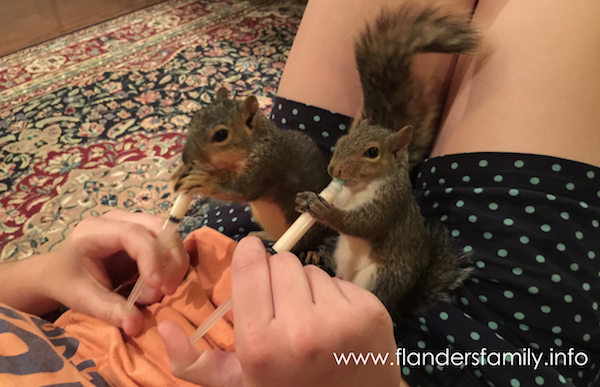 Raising Baby Squirrels: a step-by-step guide