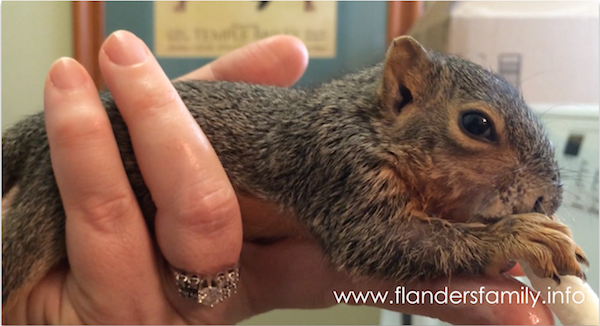 Raising Baby Squirrels: a step-by-step guide