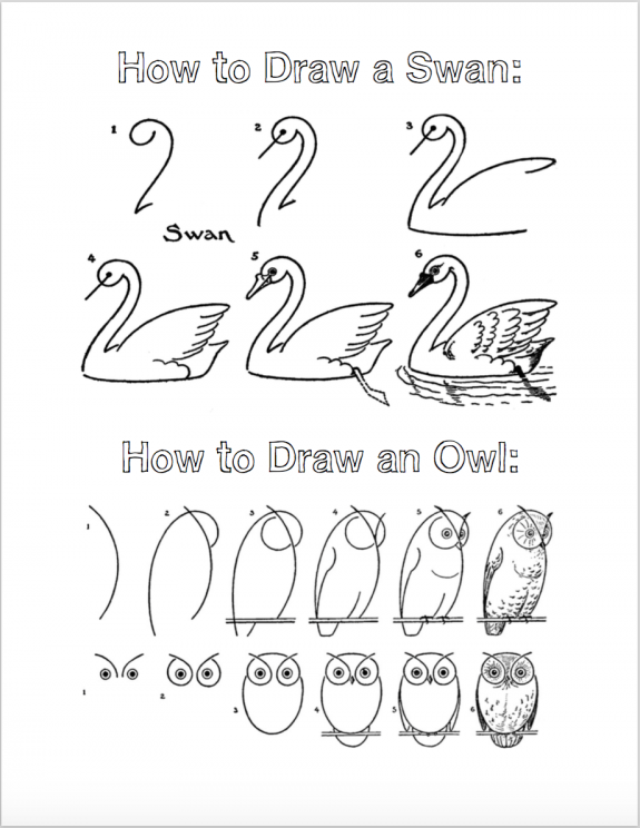 How to sketch swans and owls (Free Printable Tutorials)