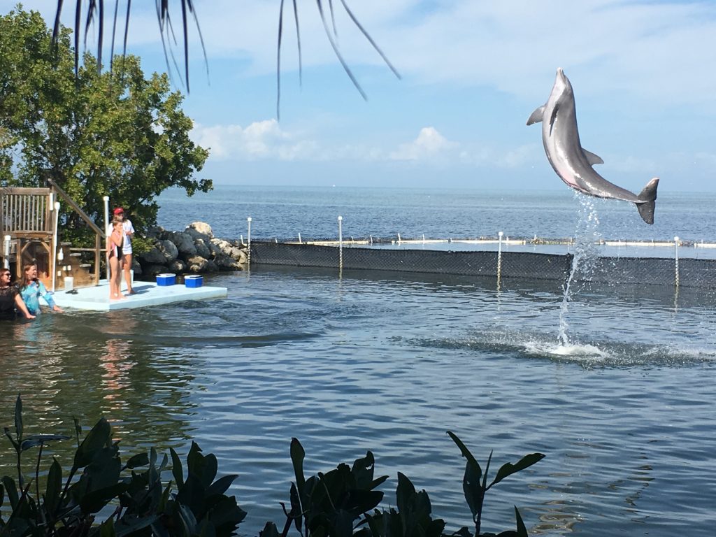 Dolphin Research Center