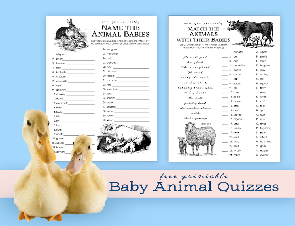 Animal Baby Quizzes